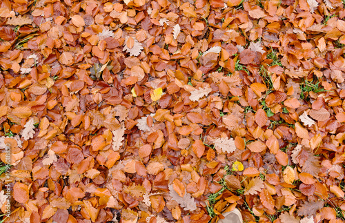 Fallen autumn leaves of European beech Fagus sylvatica and oak Quercus species on the ground creating a natural texture in warm brown tones. Digital nature photo for stock and backgrounds.