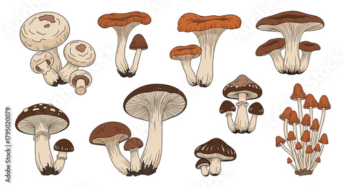 A colorful illustration showcases a diverse collection of mushrooms, highlighting the variety and beauty of these natural fungi.