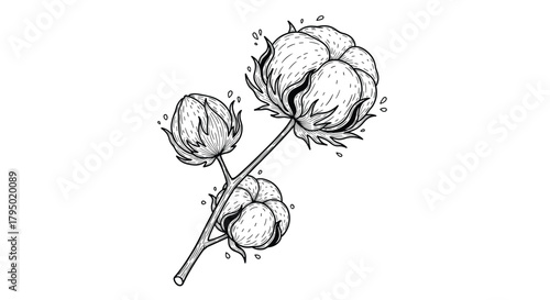 Hand drawn illustration of three cotton bolls on a branch against a white background.
