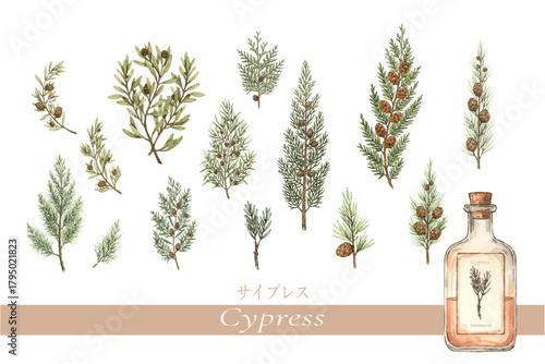 サイプレスの植物画・精油＆アロマ