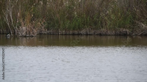 Tranquil Sunrise Scene – Mallard Mother and Ducklings Swimming