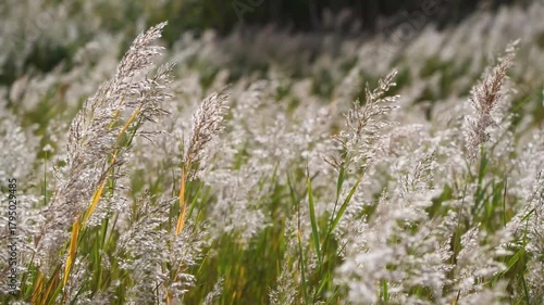 Nature Footage – Sunset over Reed Flowers and Wetlands