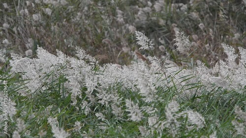 Sunset Light on Common Reed Flowers – Peaceful Nature Scene