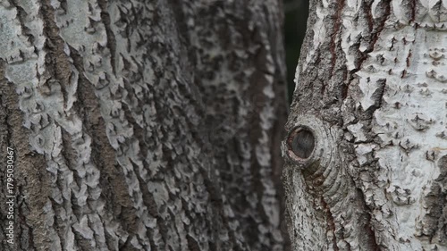 Macro Tree Bark Texture – Rustic Wood Surface Detail