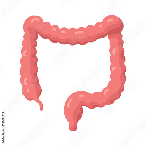 Illustration of Human Colon Anatomy