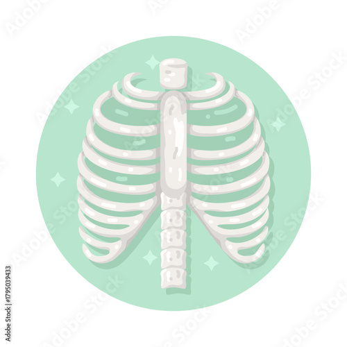Illustration of Human Rib Cage 