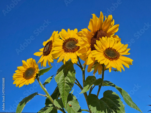  Looking up from below at a stunning group of bright yellow sunflowers with a clear blue sky in the background.