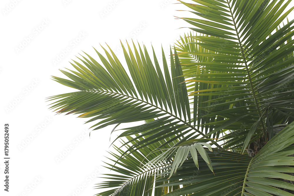 Fototapeta premium palm leaf isolated on white