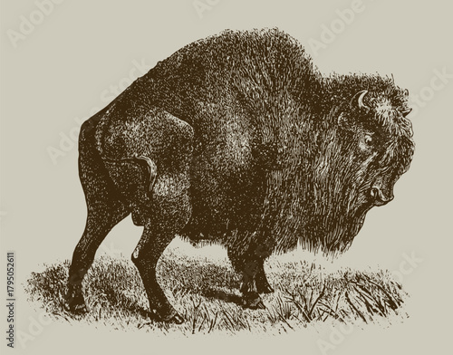 Vintage engraving of powerful american bison standing in grass