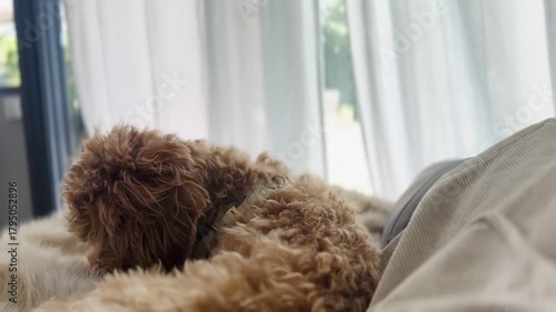 Puppy Scratching Head on Cozy Bed – Cute Home Video