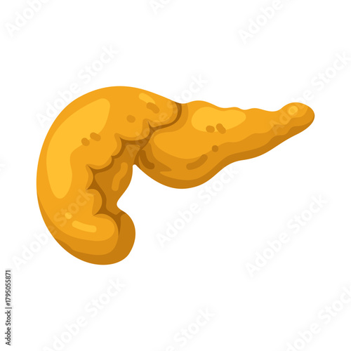 Illustration of Pancreas Anatomy