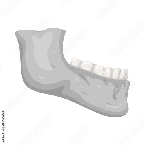 Illustration of Human Jaw Bone