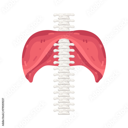 Illustration of Diaphragm Muscle and Spinal Cord 