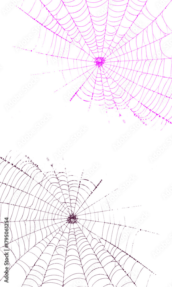 Fototapeta premium Ornate purple spiderweb patterns for spooky halloween design.