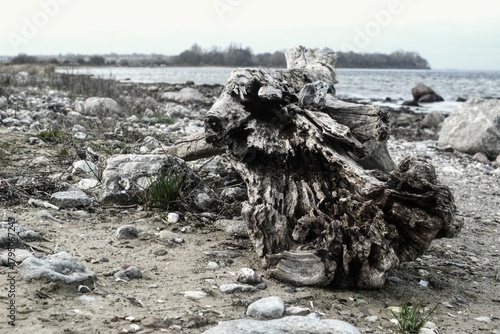Triebgut - Strandszenen im Herbst von Treib- und Triebgut