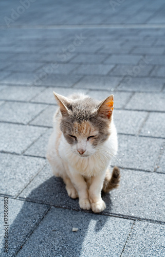 고양이