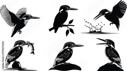 kingfisher, bird, silhouette, vector, wildlife, nature, fishing, splash, wings, beak, hunt, animal, design, artwork, illustration, kingfisher bird, bird silhouette, wildlife vector, 