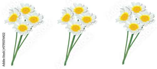 Three simple bouquets of white and yellow daisies with green stems arranged horizontally on a clean background