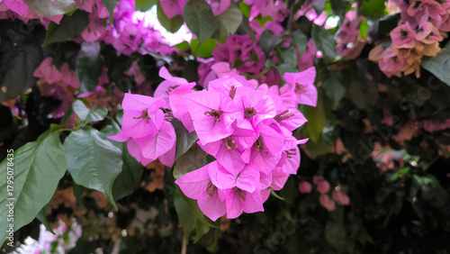 blooming pink bougainvillea in old town of Rovinj