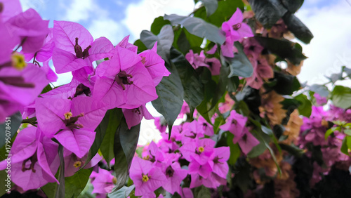 blooming pink bougainvillea in old town of Rovinj