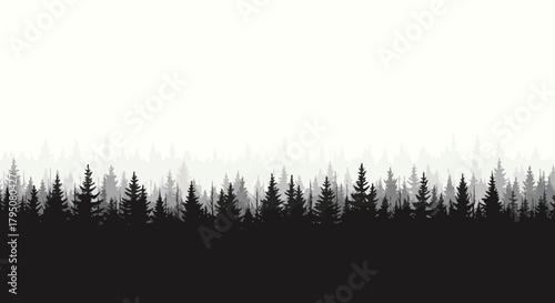 Black and white panorama of a dense forest of coniferous trees under a bright sky
