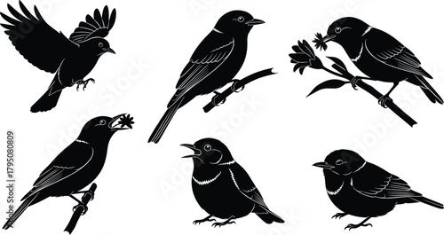 Elegant songbird silhouette vector collection featuring flying, perched, singing, and feeding poses, perfect for nature illustrations, wildlife artwork, decorative design projects, 