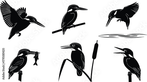 Detailed kingfisher silhouette vector illustration set showing flying poses, perched scenes, fishing actions, water interaction, perfect for nature artwork, wildlife designs, and creative projects