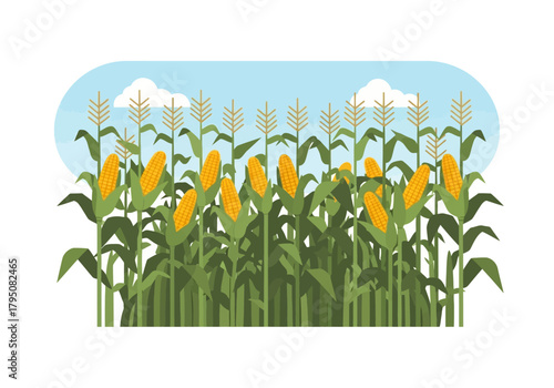Illustration of tall green corn stalks heavy with mature yellow ears under a pale blue sky