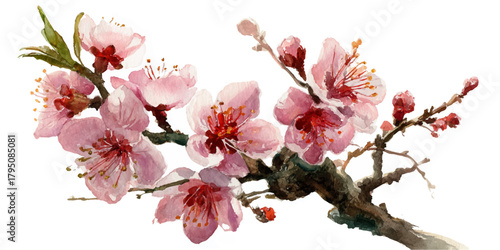 Pink cherry blossom branch with delicate flowers and buds on a white background.