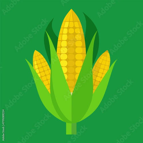 Illustration of fresh corn cobs with green leaves on a green background