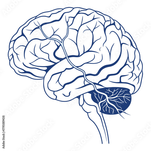 Illustration of a human brain with neural connections, representing intelligence, memory, and cognitive function perfect for medical, educational, and scientific contexts