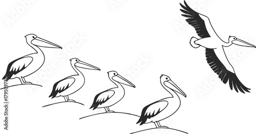 Elegant flock of pelicans, detailed vector illustration, perfect for nature designs, wildlife projects, and educational materials about avian life