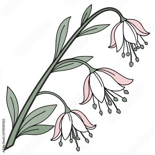 Delicate illustration of a flowering stem with three bell shaped flowers and green leaves on a white background