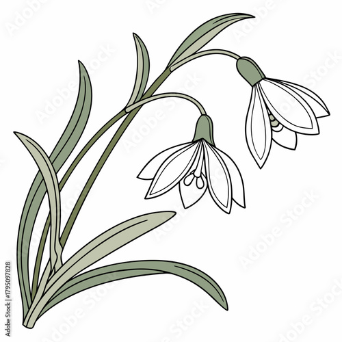 Delicate line art illustration of two white snowdrop flowers with green leaves and stems on a white background