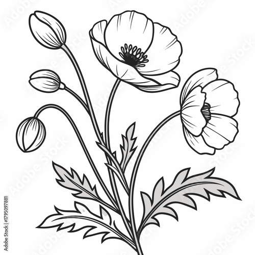 Elegant black and white line art illustration of a poppy flower branch with buds and leaves