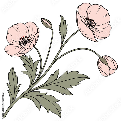 Delicate pink poppy flowers and buds with green leaves on a white background elegant floral illustration