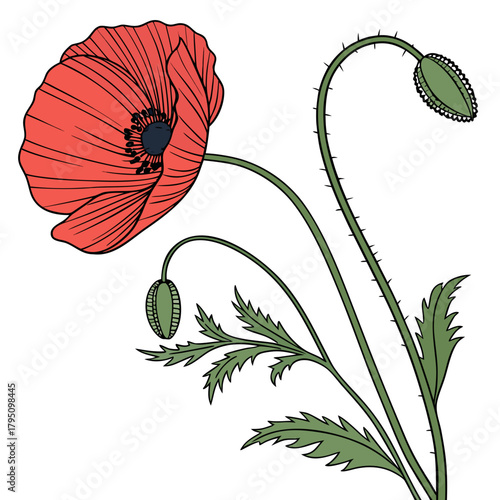 Stylized illustration of a vibrant red poppy flower with delicate green leaves and two unopened buds on a white background