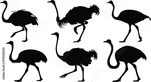 Dynamic ostrich silhouette collection, perfect for wildlife illustrations, educational resources, and unique logo designs, originally vector graphics