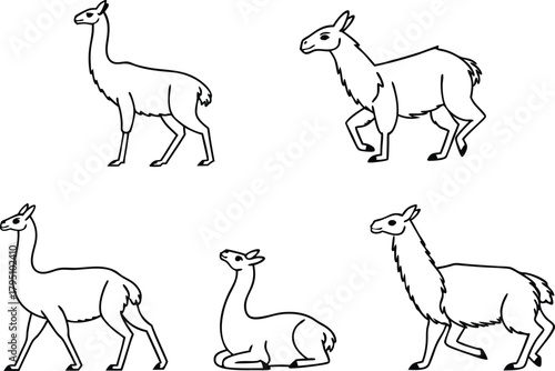 Elegant llama collection perfect for educational resources, wildlife designs, or South American themes, bringing authenticity and charm to any project