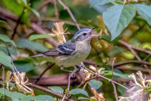 Cerulean Warbler