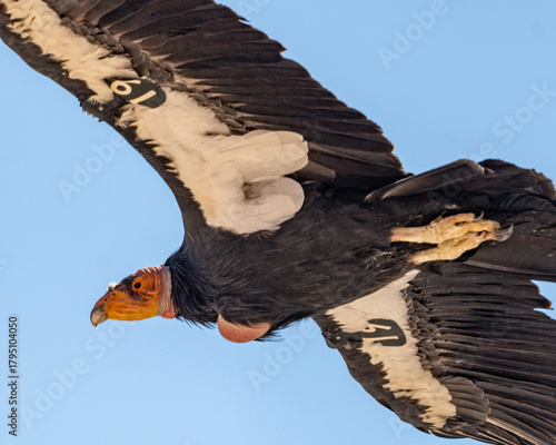 California Condor