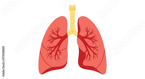 Anatomical illustration of human lungs and trachea with bronchi anatomy respiratory system on transparent background