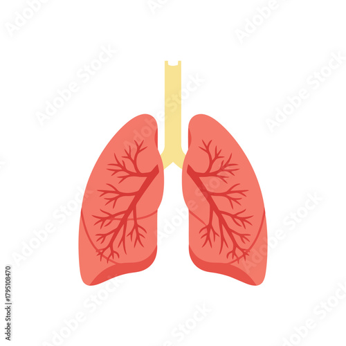 Stylized illustration of human lungs with branching bronchioles respiratory system anatomy on transparent background