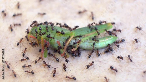 A captivating scene of numerous black ants swarming a vibrant green grasshopper, illustrating the harsh realities of nature and the food chain in action.