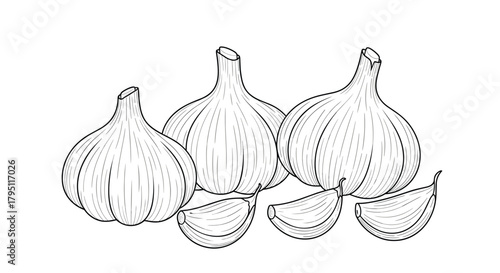 Detailed line art illustration of garlic bulbs and cloves, showcasing the vegetable's organic form and texture in a minimalist style.