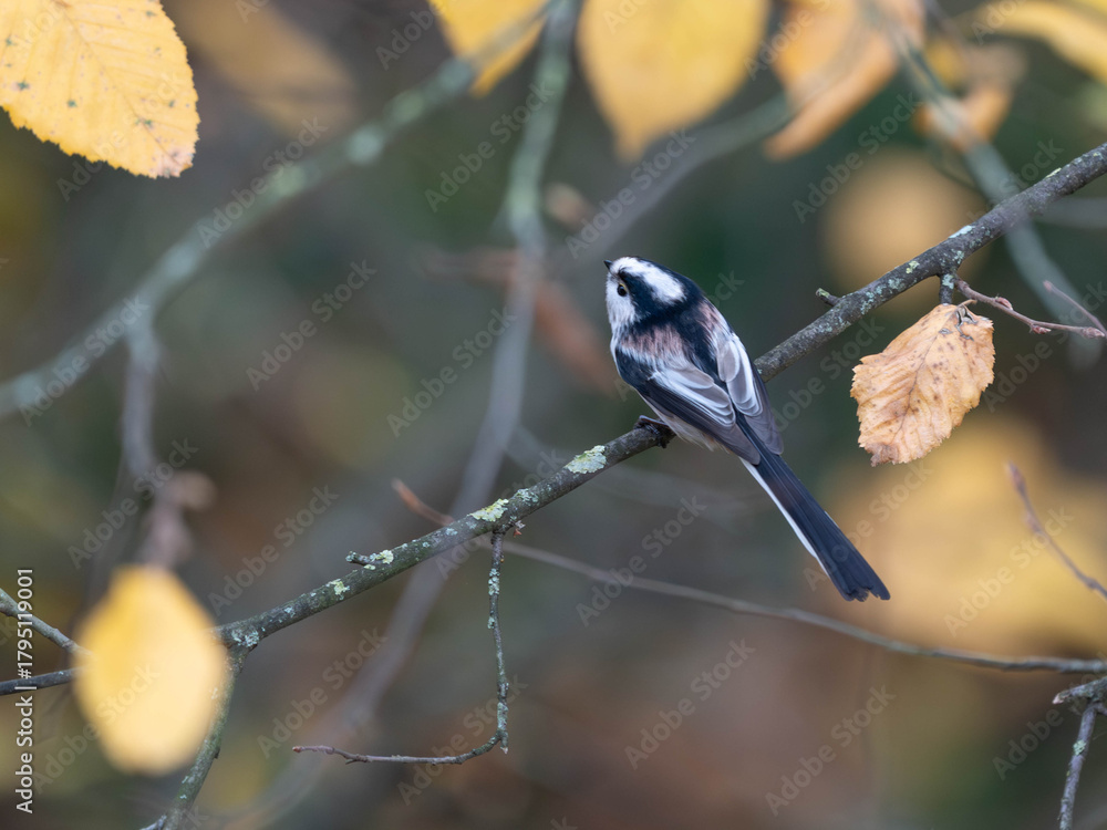 Naklejka premium Long Tailed Tit in Germany in Tree with Autumn Colours - Detailed Photos of this small Tit. High quality photo