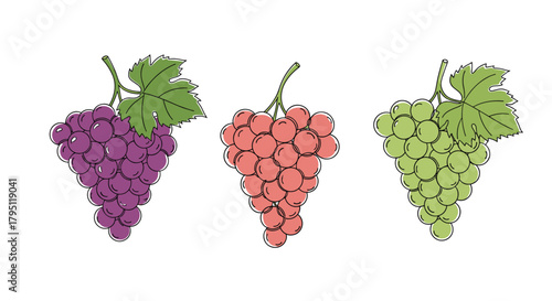 A colorful illustration of three bunches of grapes-purple, red, and green-with leaves, showcasing the variety of this popular fruit in a simple, hand-drawn style.