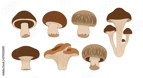 A collection of various edible mushrooms illustrated in a flat, cartoon style, showcasing different cap shapes and stem structures, perfect for culinary or botanical themes.