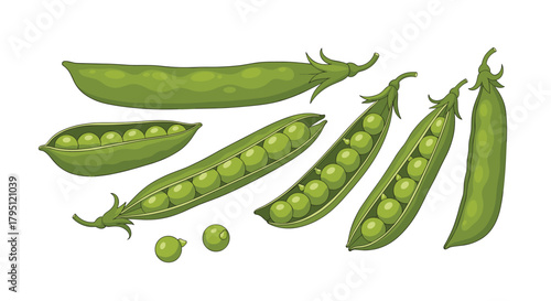 A vibrant collection of fresh green peas in their pods and loose, showcasing the vegetable's natural form and color, perfect for culinary or botanical illustrations.