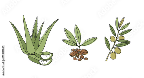 Botanical illustration featuring aloe vera, cocoa beans, and olive branch with fruit, showcasing natural ingredients and plant life in a sketch style.